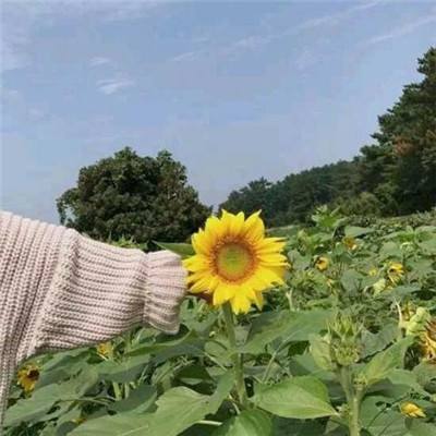 街球联盟安锋版下载